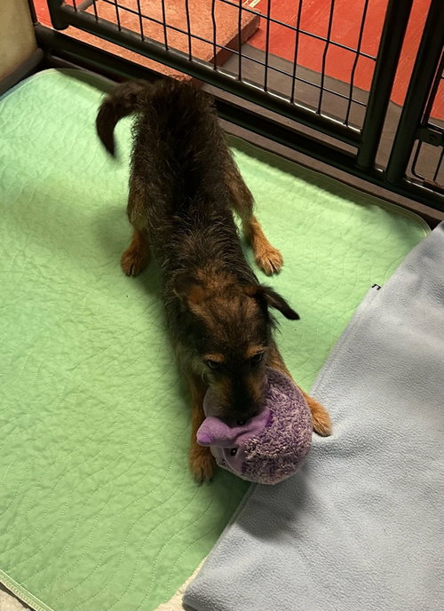 Bob, a dog for adoption from Sandy Paws Rescue inc.
