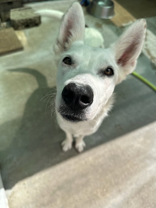 picture of the dog needing adoption