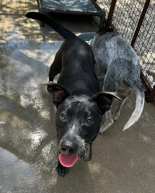 picture of the dog needing adoption
