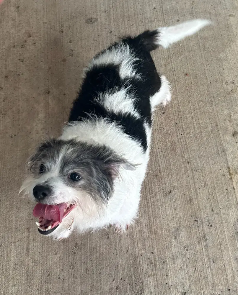 Gordita - Shih Tzu