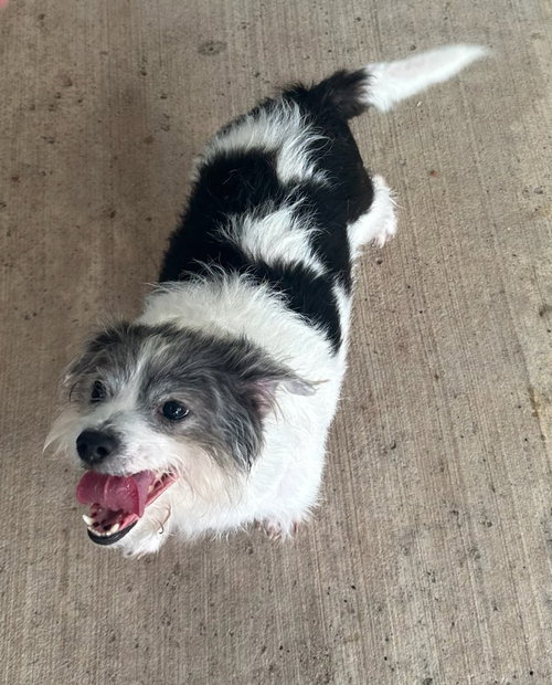 picture of the dog needing adoption