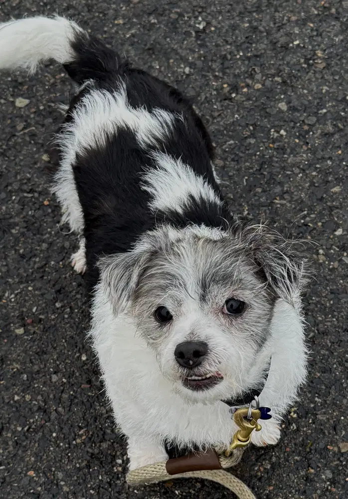 Gordita - Shih Tzu