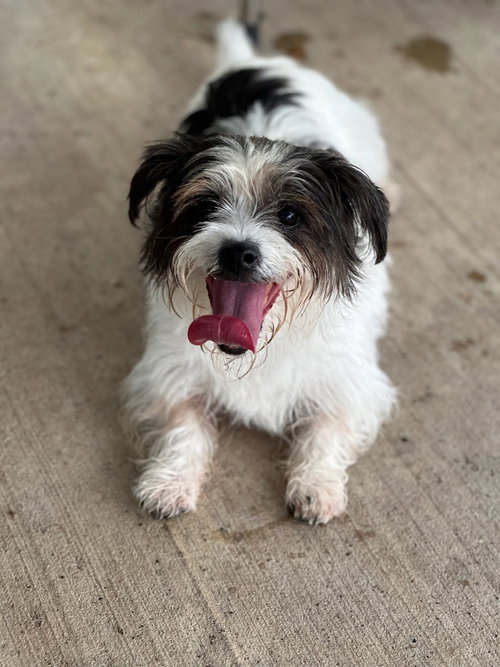 picture of the dog needing adoption