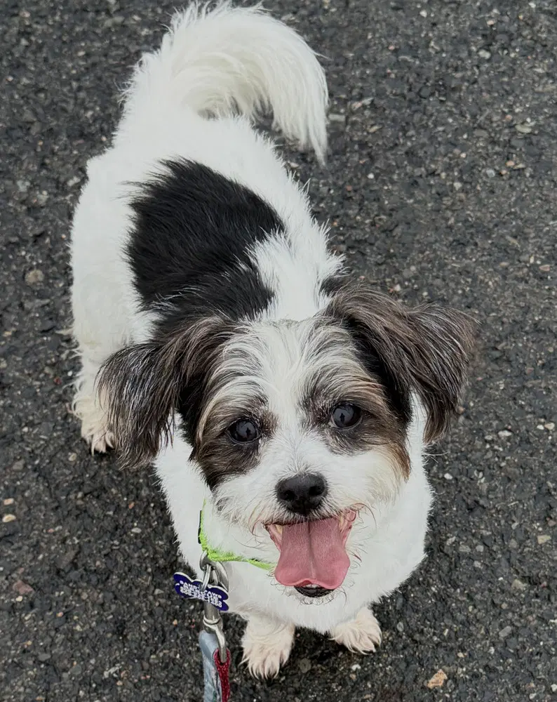 Lucia - Shih Tzu