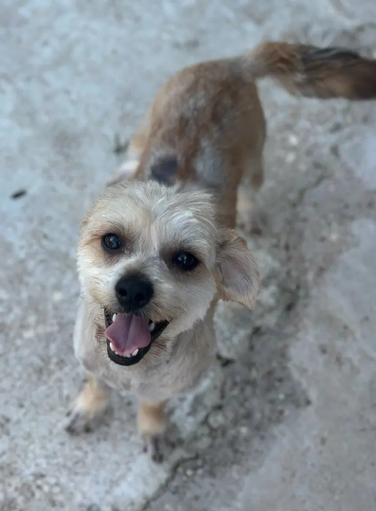 Milo - Maltese