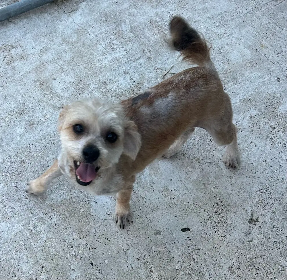 Milo image 2