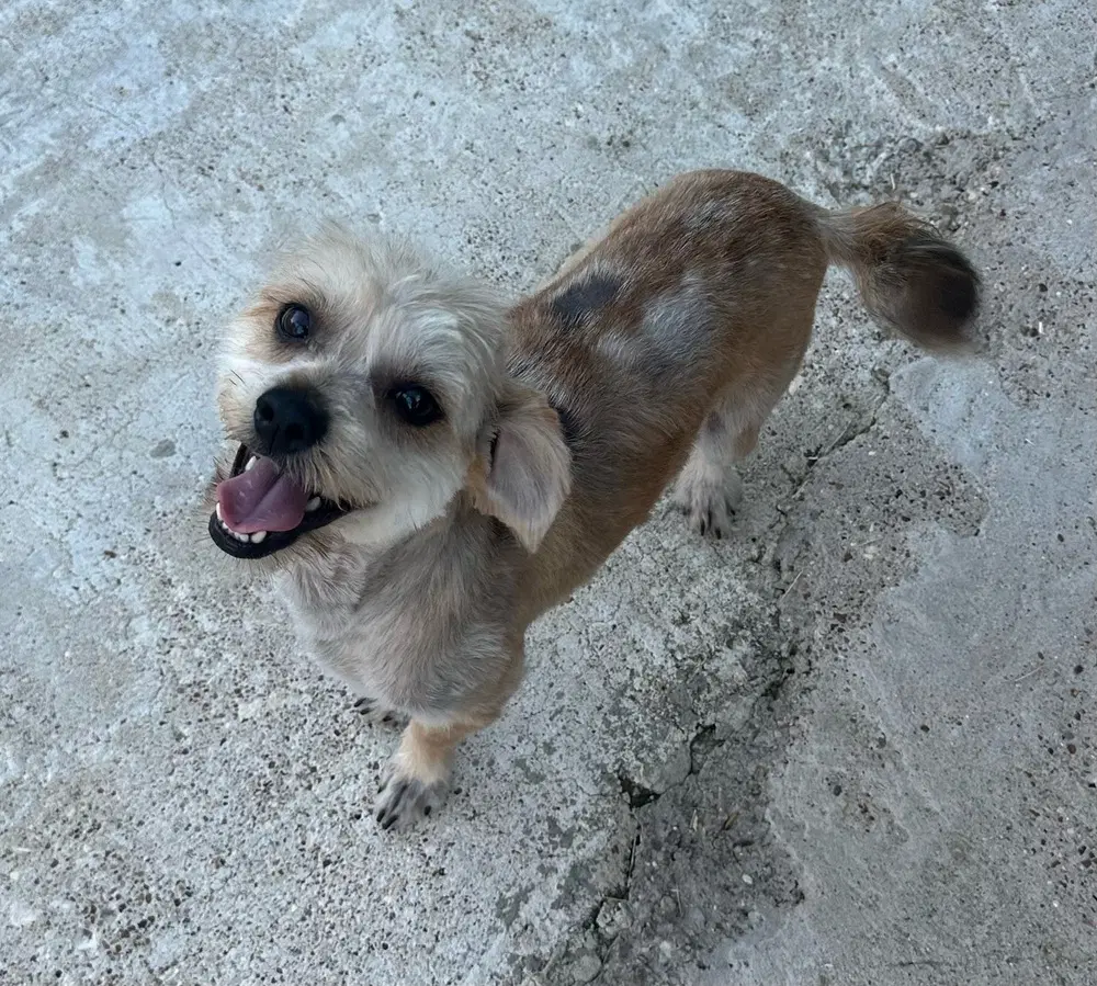 Milo image 3