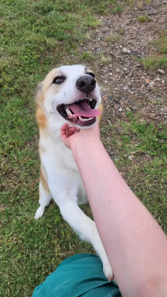 Zoey - Shepherd