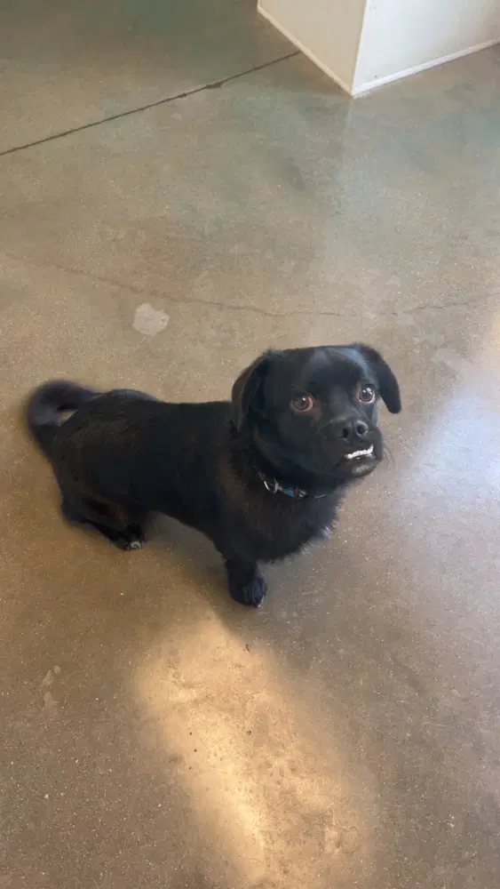 Pretzel - Pug