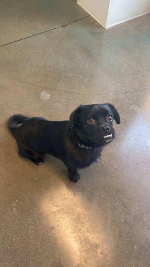 picture of the dog needing adoption