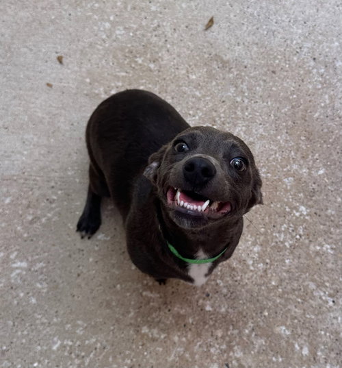 picture of the dog needing adoption