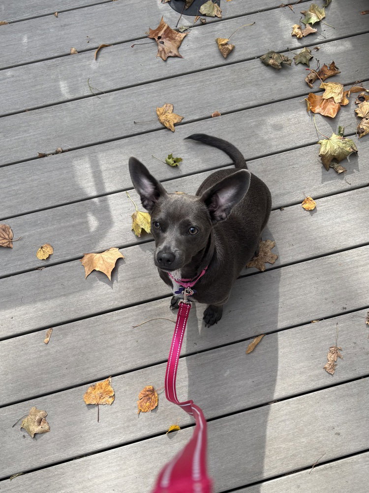 Frieda