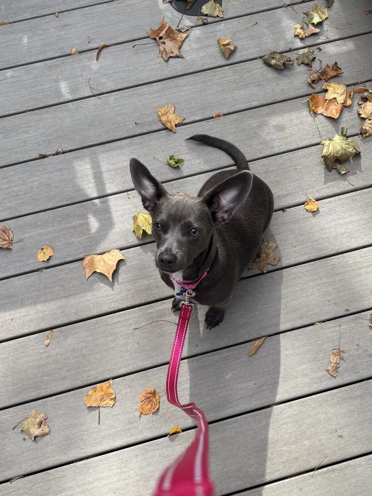 Frieda - Dachshund