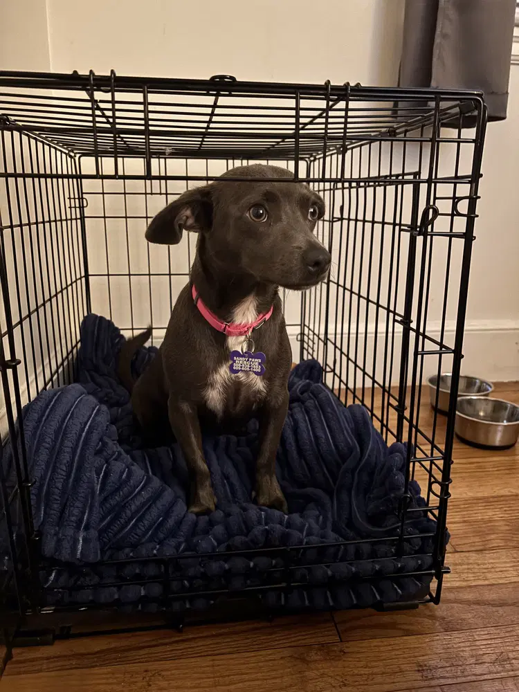 Frieda image 3
