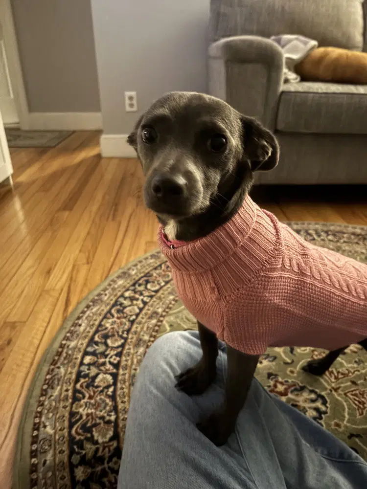 Frieda image 4