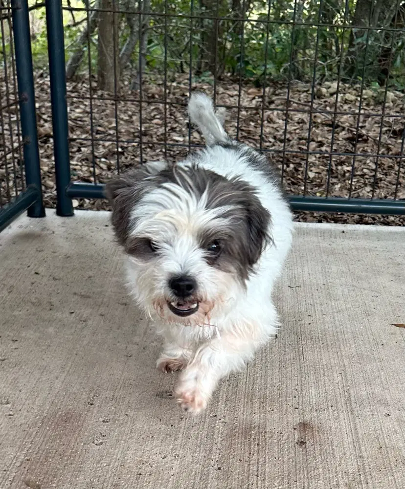 Louie - Shih Tzu