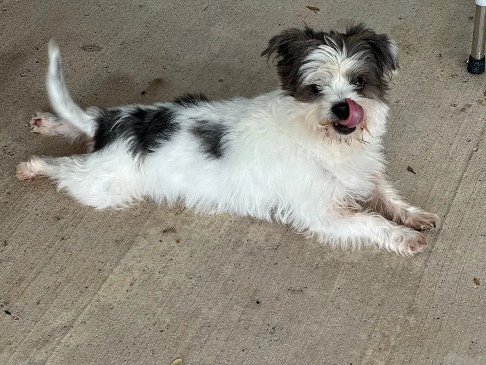 Louie image 3