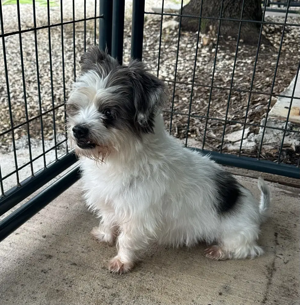 Louie image 4