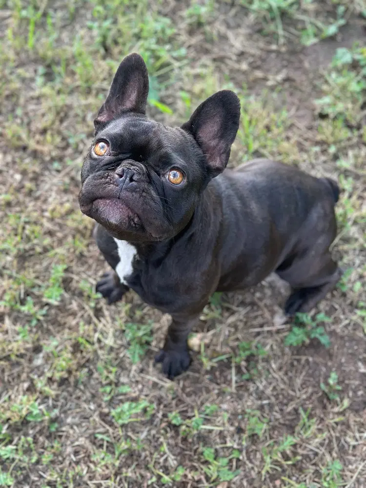 Midnight - French Bulldog
