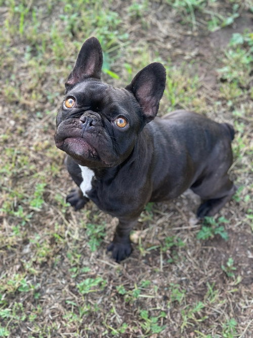Midnight, a dog for adoption from Sandy Paws Rescue inc.
