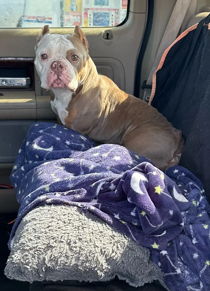 Spice - American Pit Bull Terrier