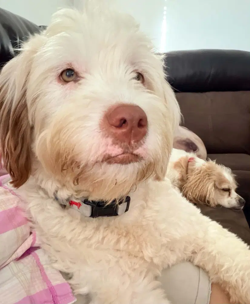 Polly - Poodle (Standard)