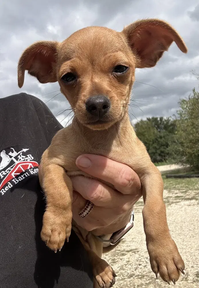 Carrie - Chihuahua