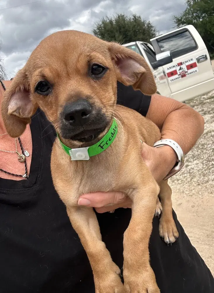 Freddy - Chihuahua