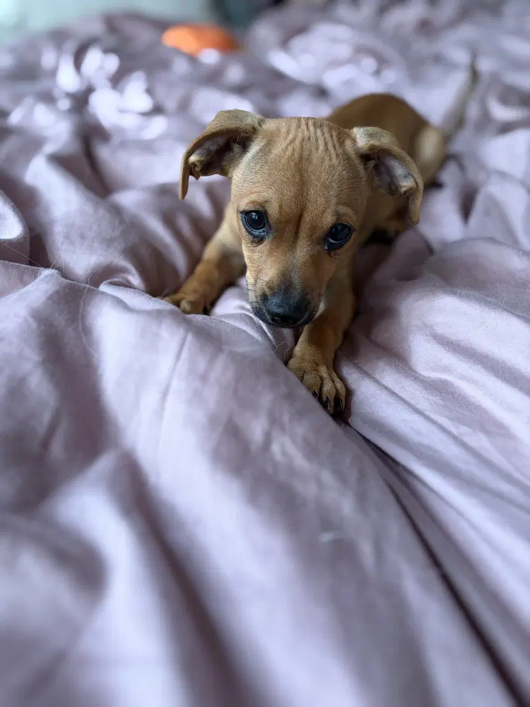 Freddy - Chihuahua