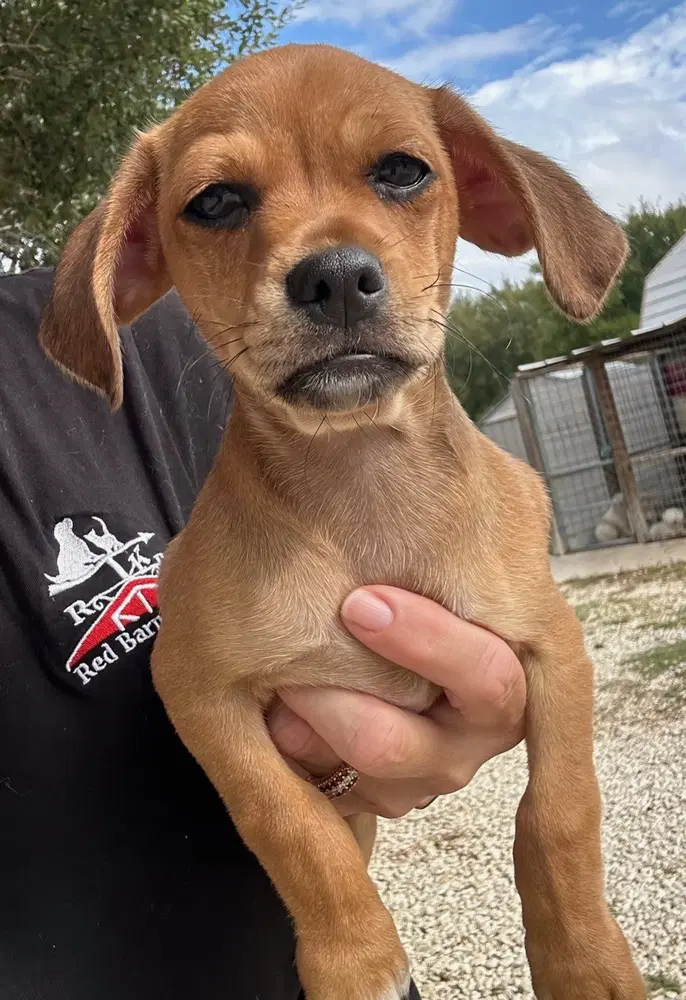 Jason - Chihuahua