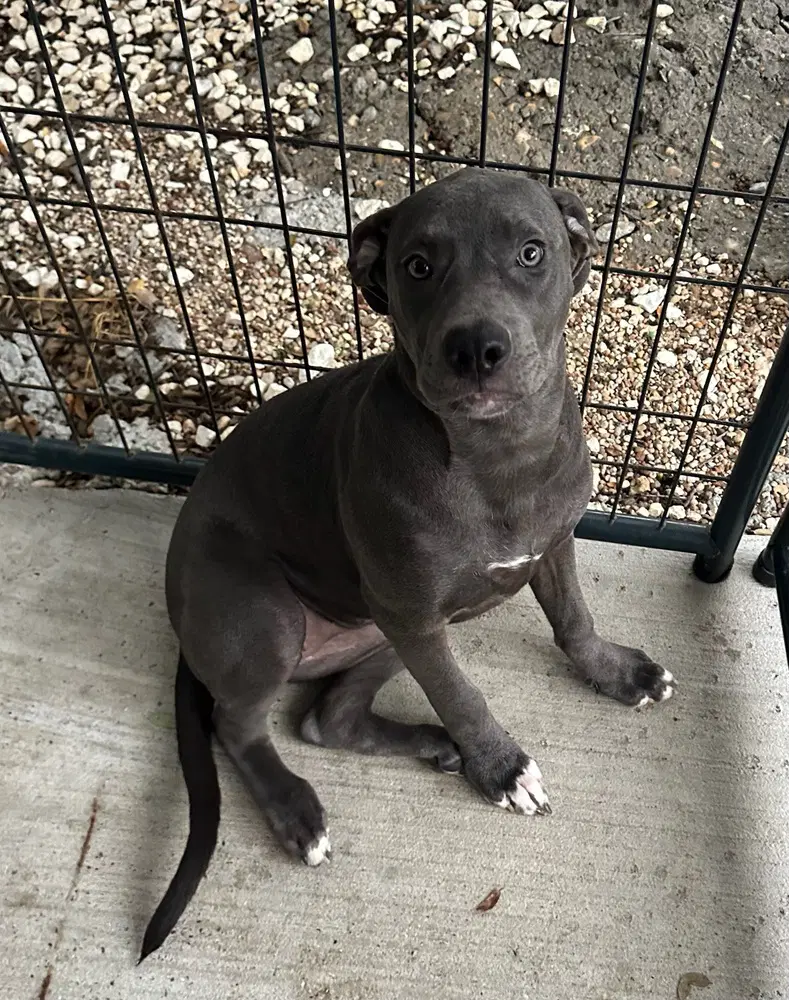 Serena - Pit Bull