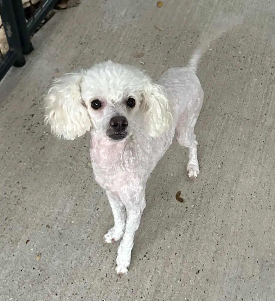 Theodore - Poodle (Miniature)