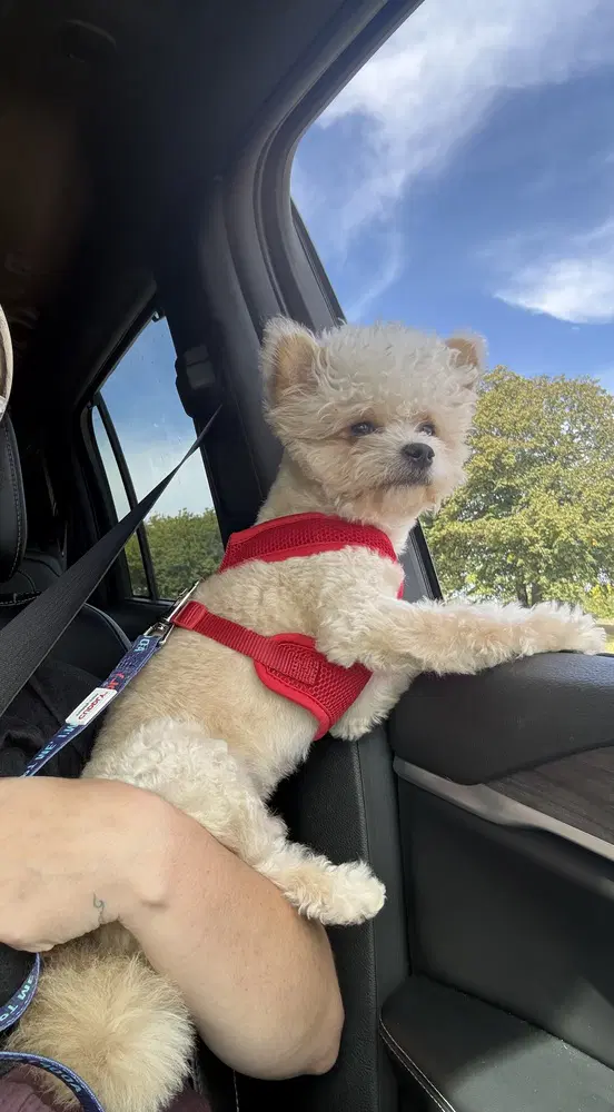 Ozzy - Pomeranian