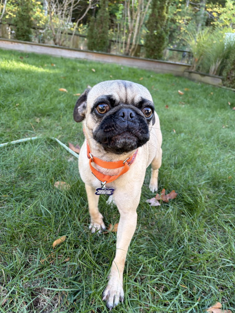 Pugberto