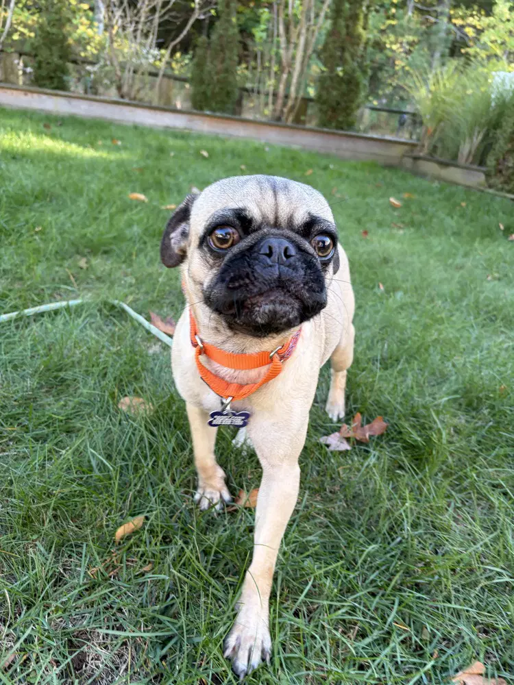 Pugberto - Pug