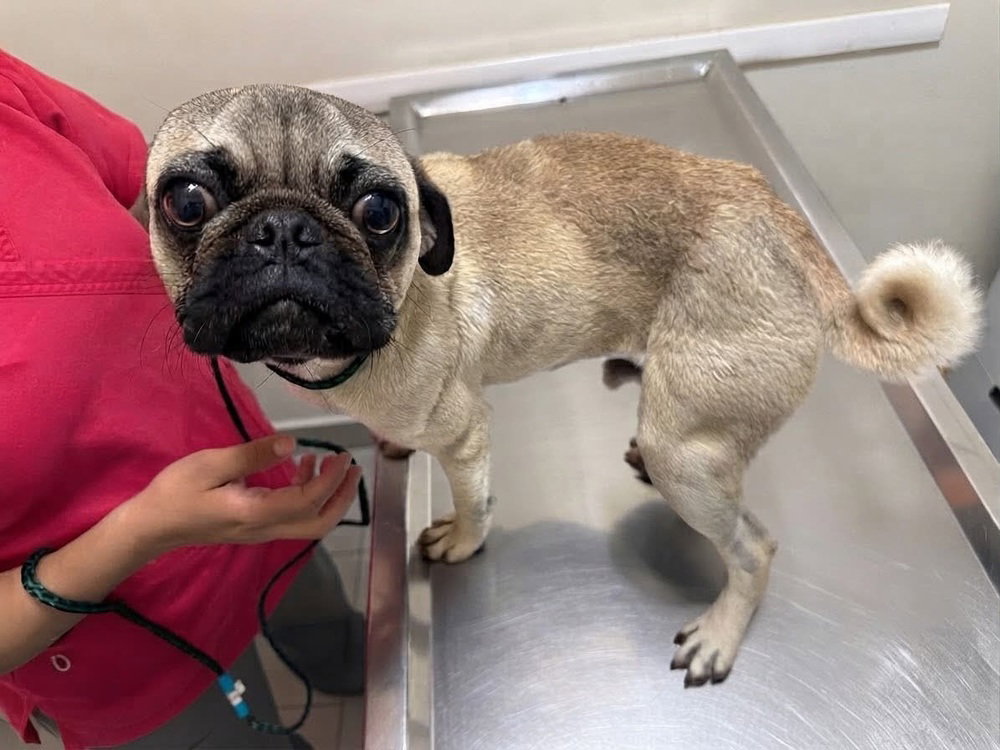 Pugberto, photo 2