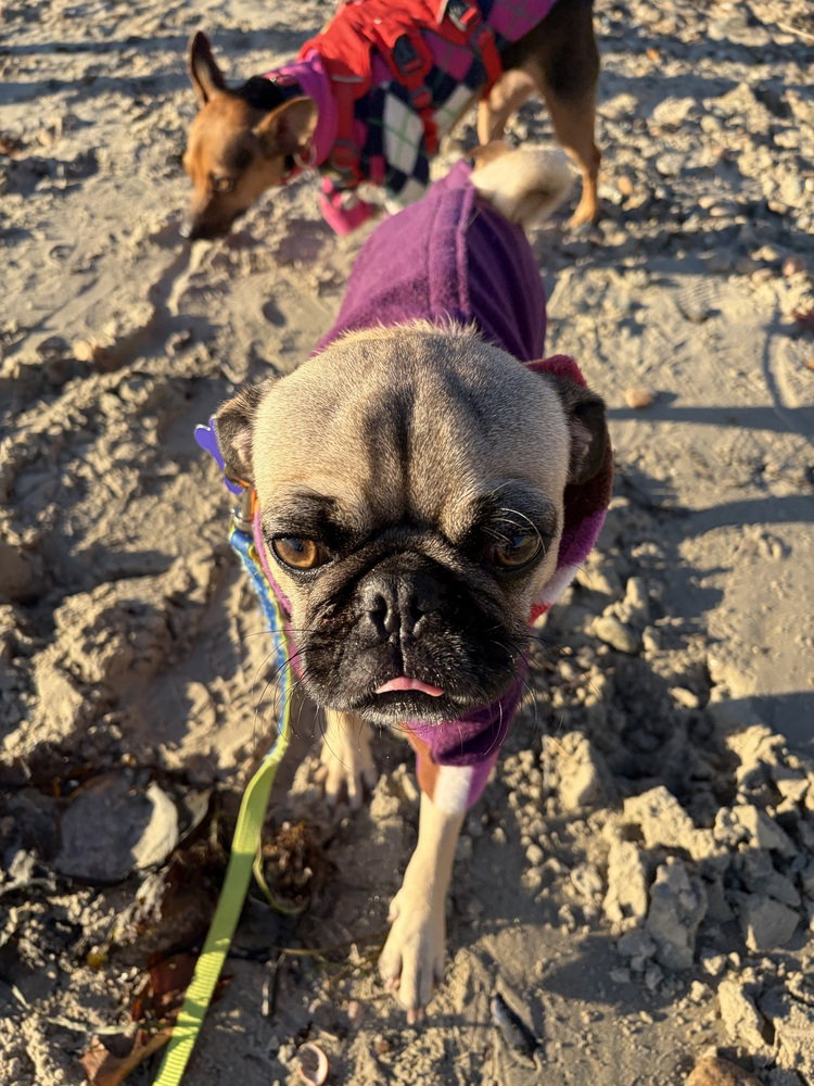 Pugberto, photo 3