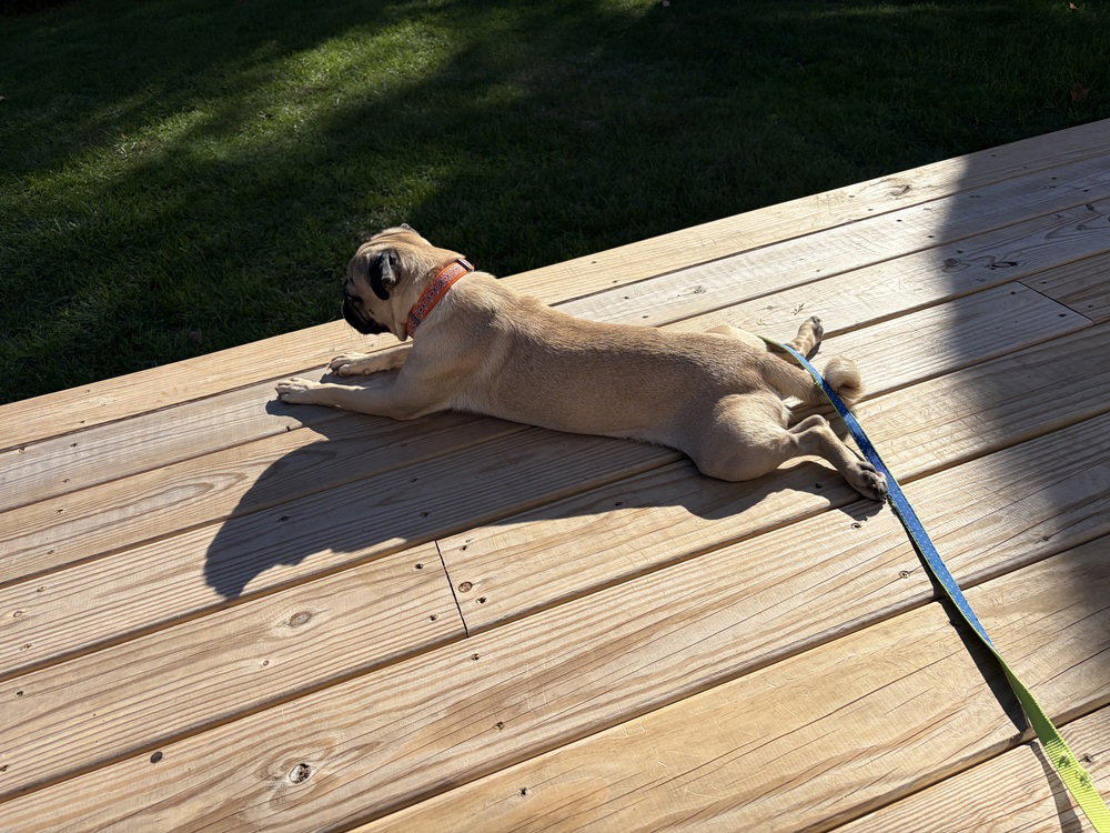 Pugberto, photo 4