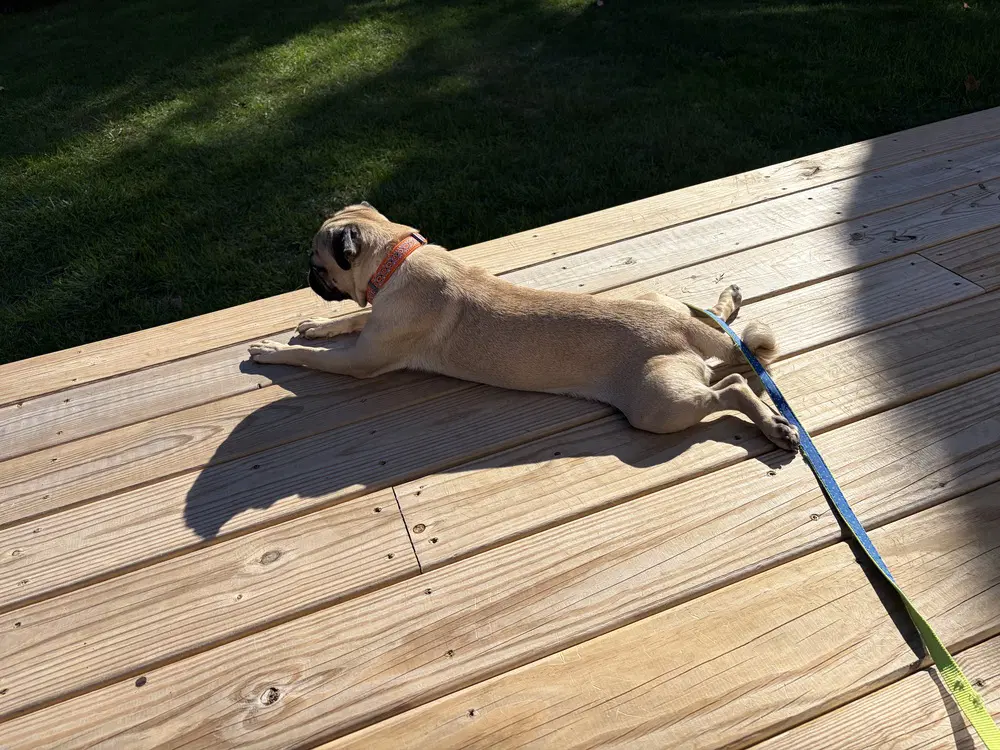 Pugberto image 4