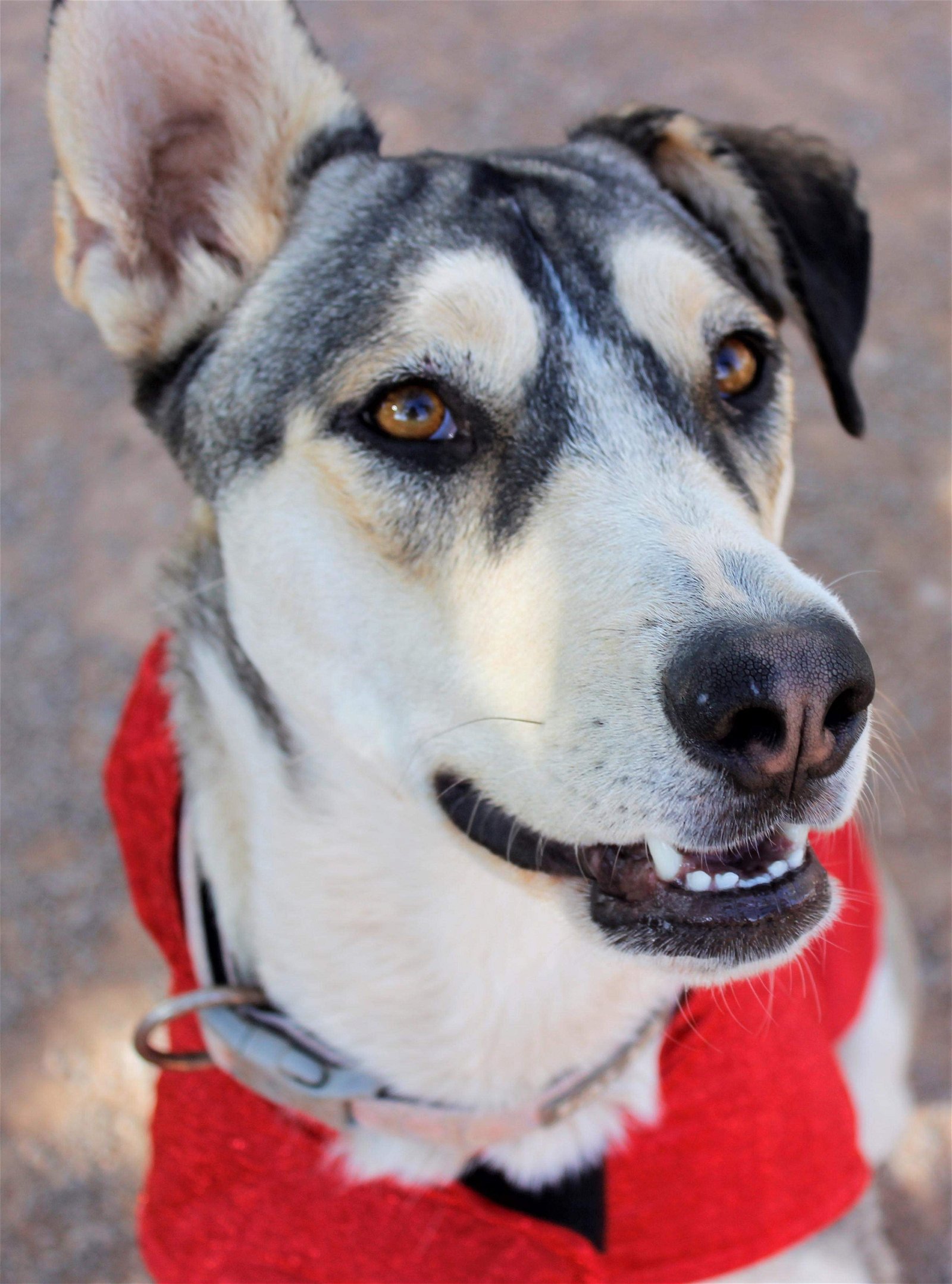 adoptable Dog in Alamogordo, NM named Zia