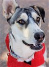 adoptable Dog in alamogordo, NM named Zia