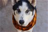 adoptable Dog in alamogordo, NM named Koda