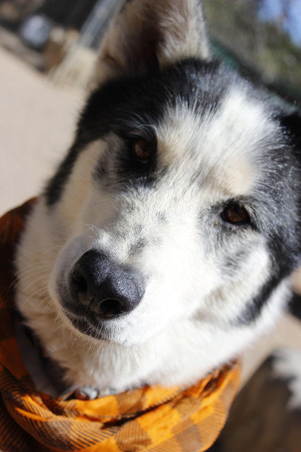 Koda
