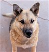 adoptable Dog in alamogordo, NM named Sadie