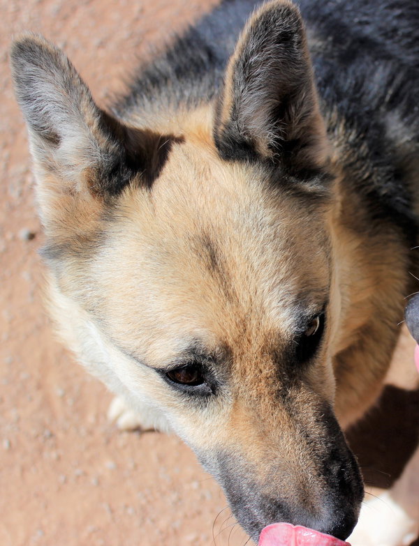 Sadie
