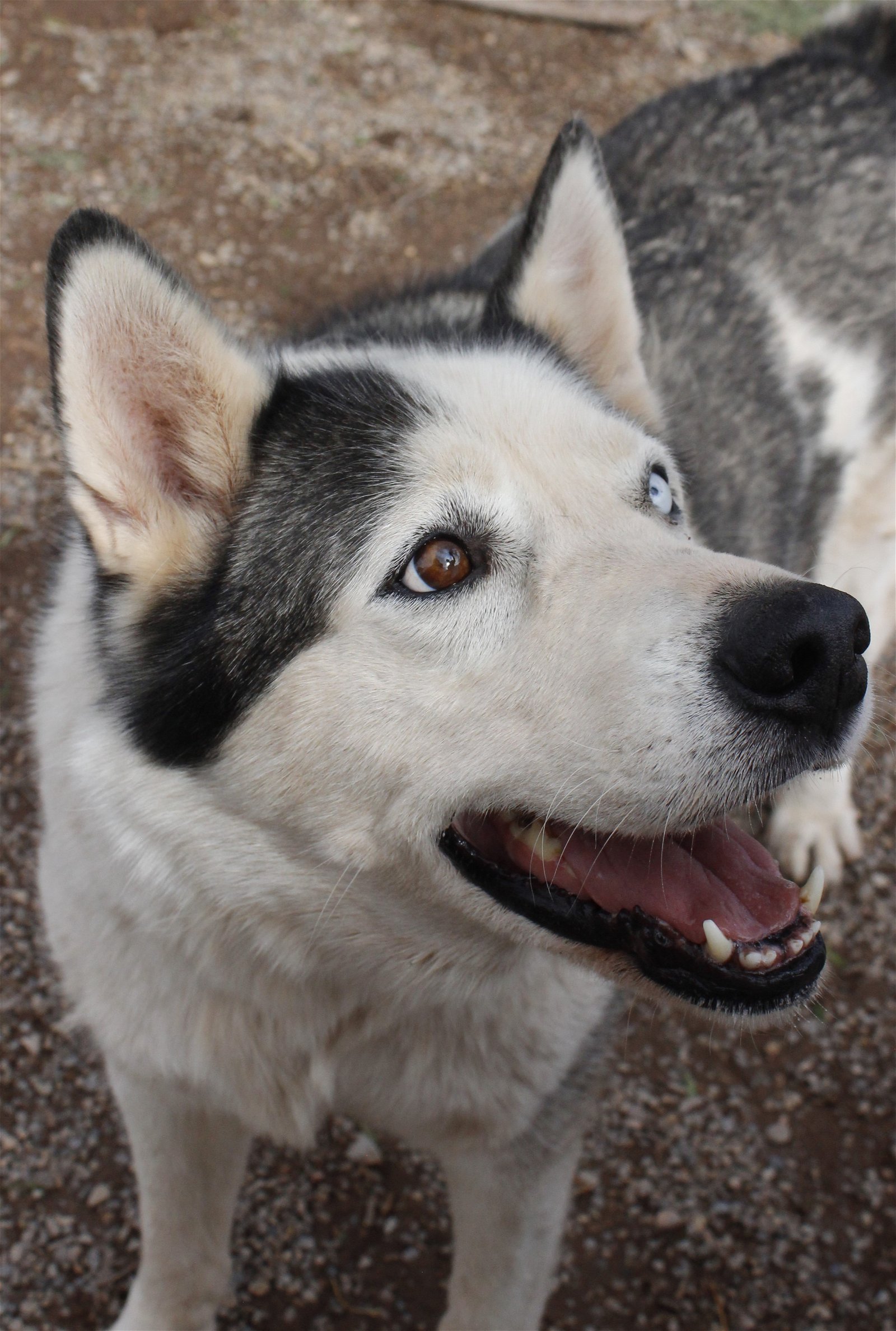 adoptable Dog in La Luz, NM named Zeus