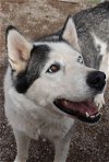 adoptable Dog in , NM named Zeus