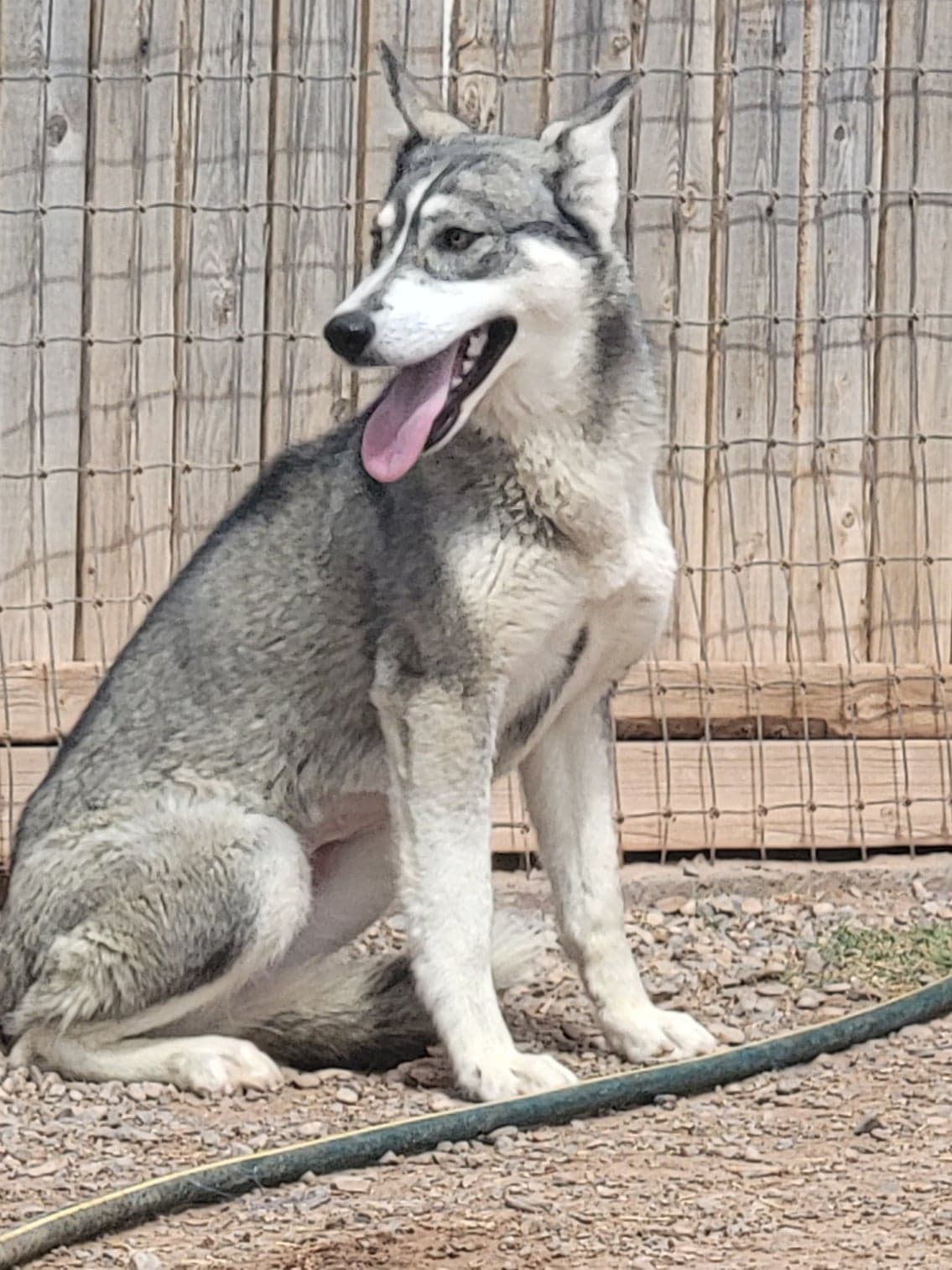 Siberian husky timberwolf sales mix