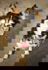 Rosie
