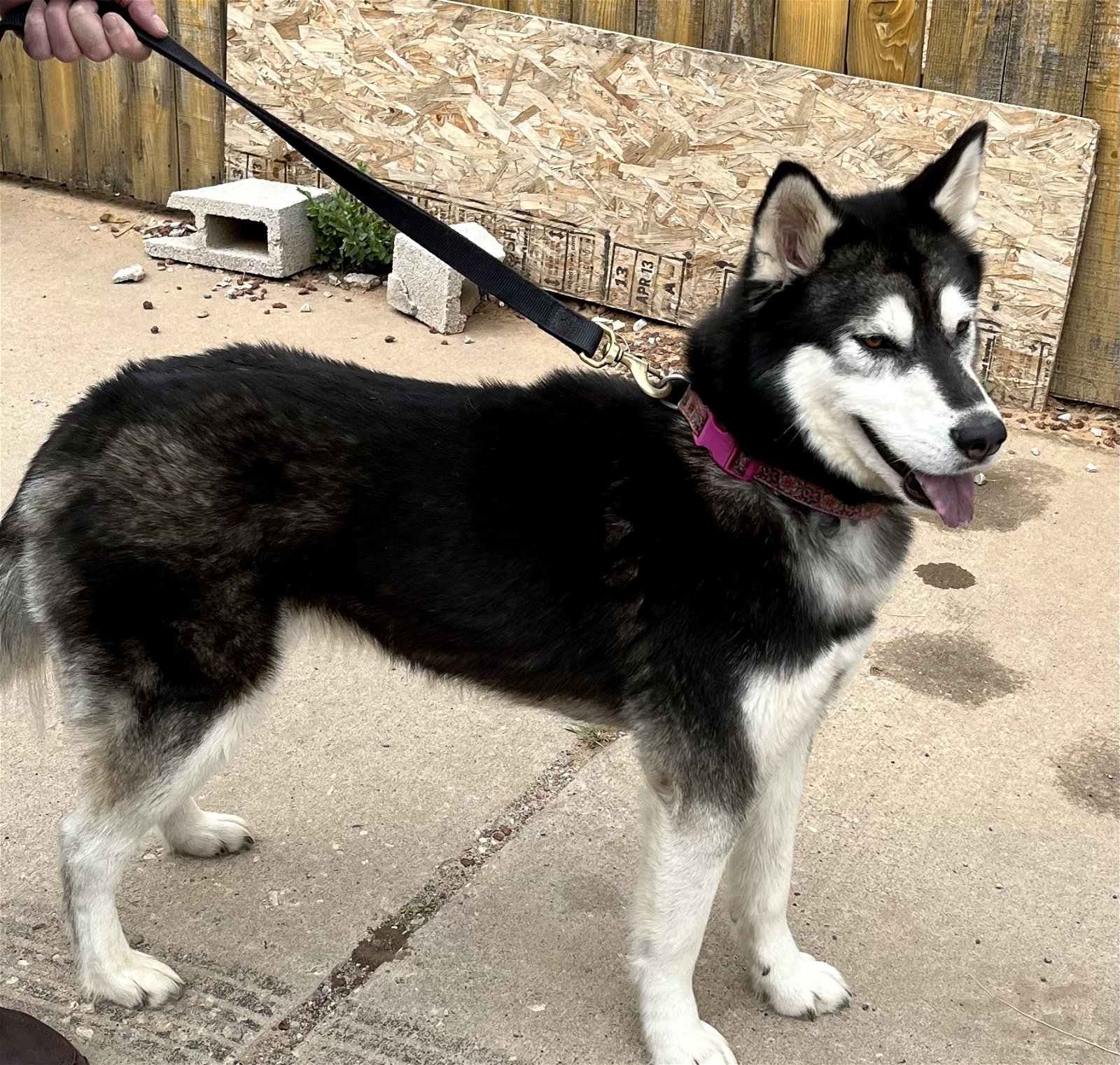 adoptable Dog in Grants, NM named Nala